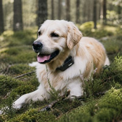 Durable GPS tracker for larger dogs